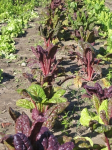 Lettuce and beets growing. Photo by Christa Richert, taken from stock.xchng